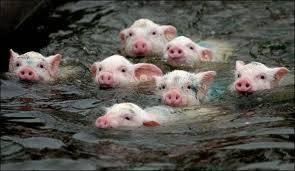 豚が泳ぐ